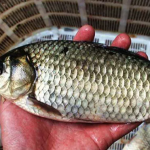 Cá có 4 dấu hiệu này dù rẻ đến mấy cũng nhất định không nên mua khi đi chợ, bởi chúng không ngon, lại có hại cho sức khỏe. Nghiên cứu của y học hiện đại cho thấy, cá là nguồn rất giàu protein, vitamin và nhiều loại khoáng chất, axit béo omega-3... Cá được xem là thực phẩm có lợi cho quá trình giảm cân, hỗ trợ sức khỏe tim mạch, ổn định huyết áp... Các chuyên gia dinh dưỡng vẫn thường khuyên chúng ta nên ăn ít nhất 3 bữa cá/tuần.