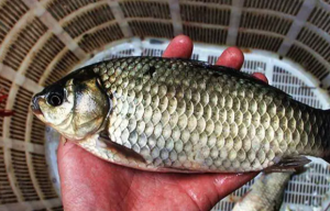 Cá có 4 dấu hiệu này dù rẻ đến mấy cũng nhất định không nên mua khi đi chợ, bởi chúng không ngon, lại có hại cho sức khỏe. Nghiên cứu của y học hiện đại cho thấy, cá là nguồn rất giàu protein, vitamin và nhiều loại khoáng chất, axit béo omega-3... Cá được xem là thực phẩm có lợi cho quá trình giảm cân, hỗ trợ sức khỏe tim mạch, ổn định huyết áp... Các chuyên gia dinh dưỡng vẫn thường khuyên chúng ta nên ăn ít nhất 3 bữa cá/tuần.